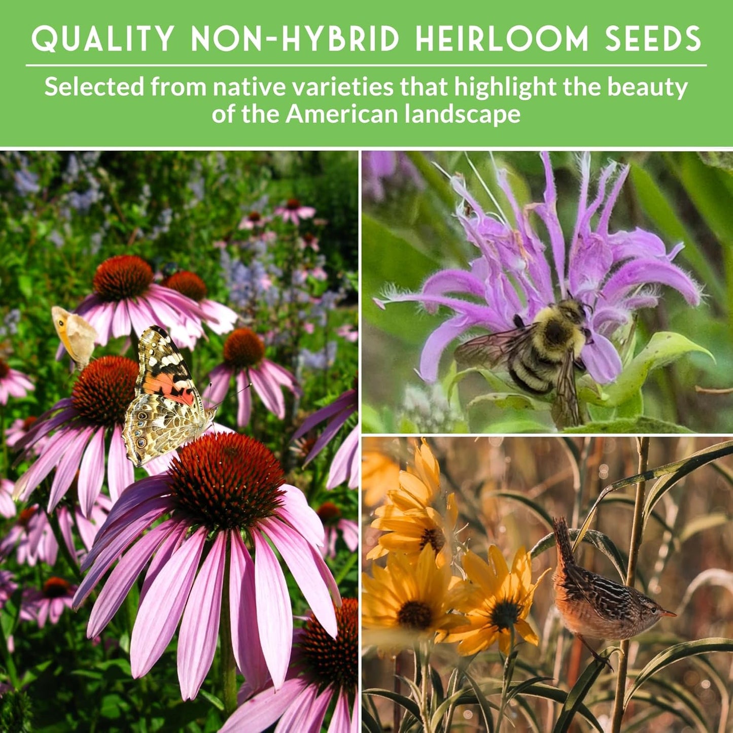 Native Wildflower Seeds - 24 Variety Pack for Butterfly & Bee-Friendly Gardens | Non-GMO Heirloom