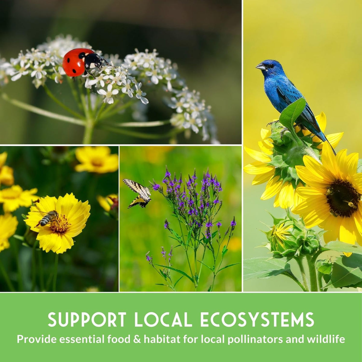Native Wildflower Seeds - 24 Variety Pack for Butterfly & Bee-Friendly Gardens | Non-GMO Heirloom