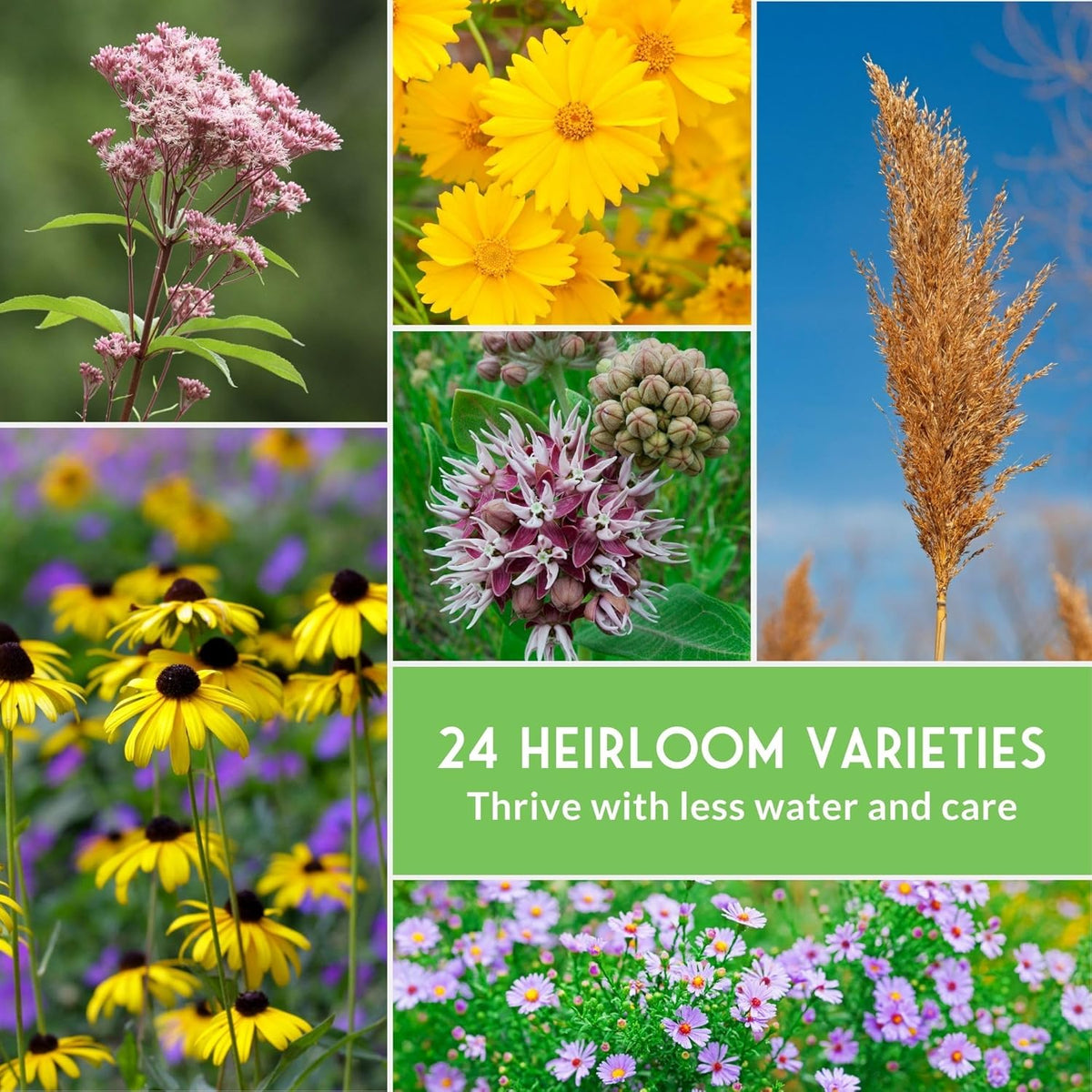 Native Wildflower Seeds - 24 Variety Pack for Butterfly & Bee-Friendly Gardens | Non-GMO Heirloom
